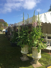 Load image into Gallery viewer, Impressive Pair Of Grecian Style Garden Urns Planters - 126cm High