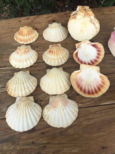 Pretty Collection of Scallop Shells for Crafting or Decoration - French General Trading