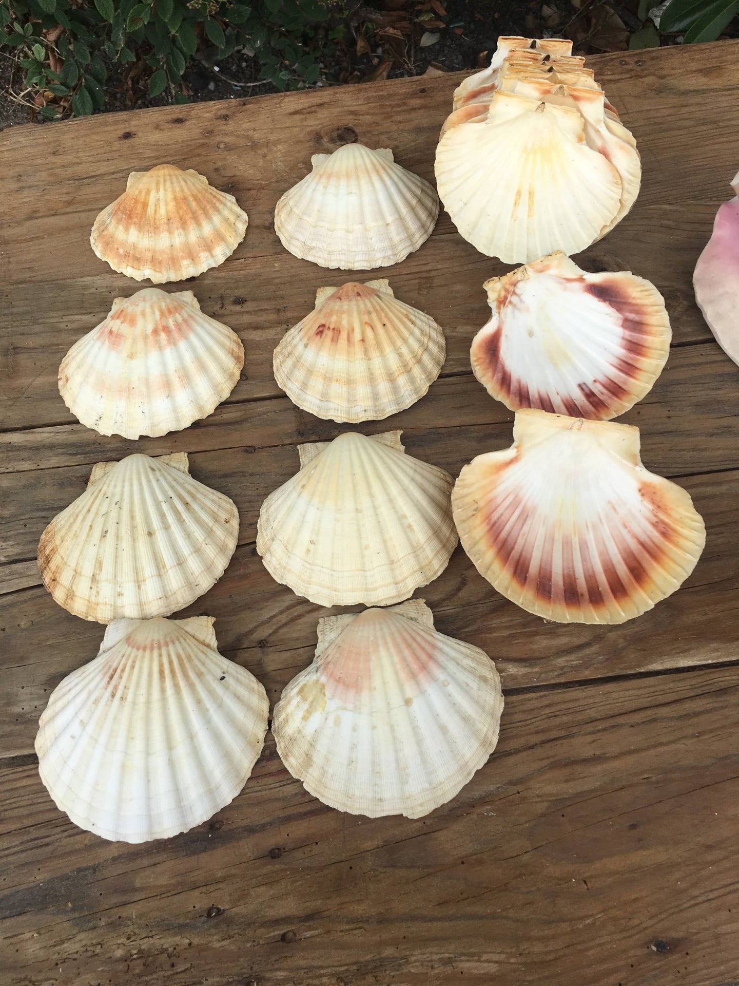 Pretty Collection of Scallop Shells for Crafting or Decoration - French General Trading